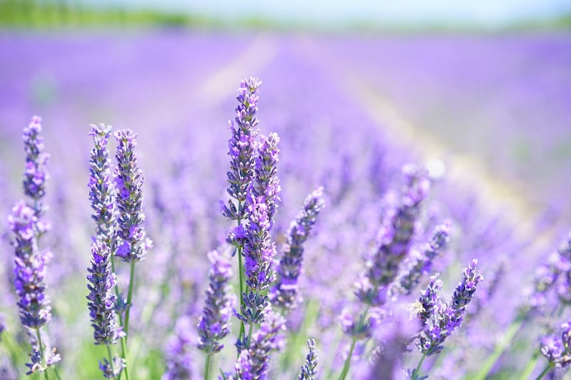 Lavender Fields of Provence